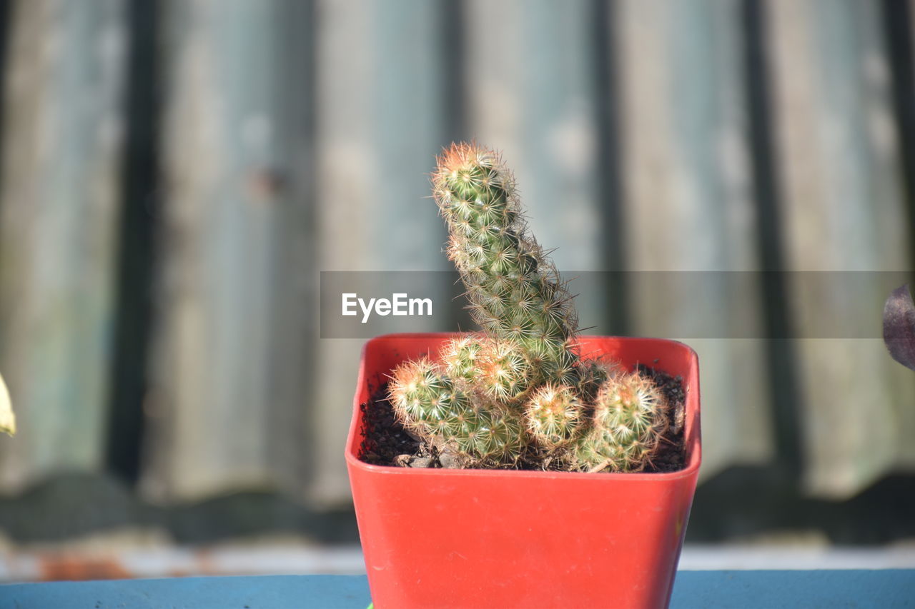 plant, cactus, flower, growth, potted plant, succulent plant, nature, no people, focus on foreground, red, close-up, day, outdoors, flowerpot, green, wood