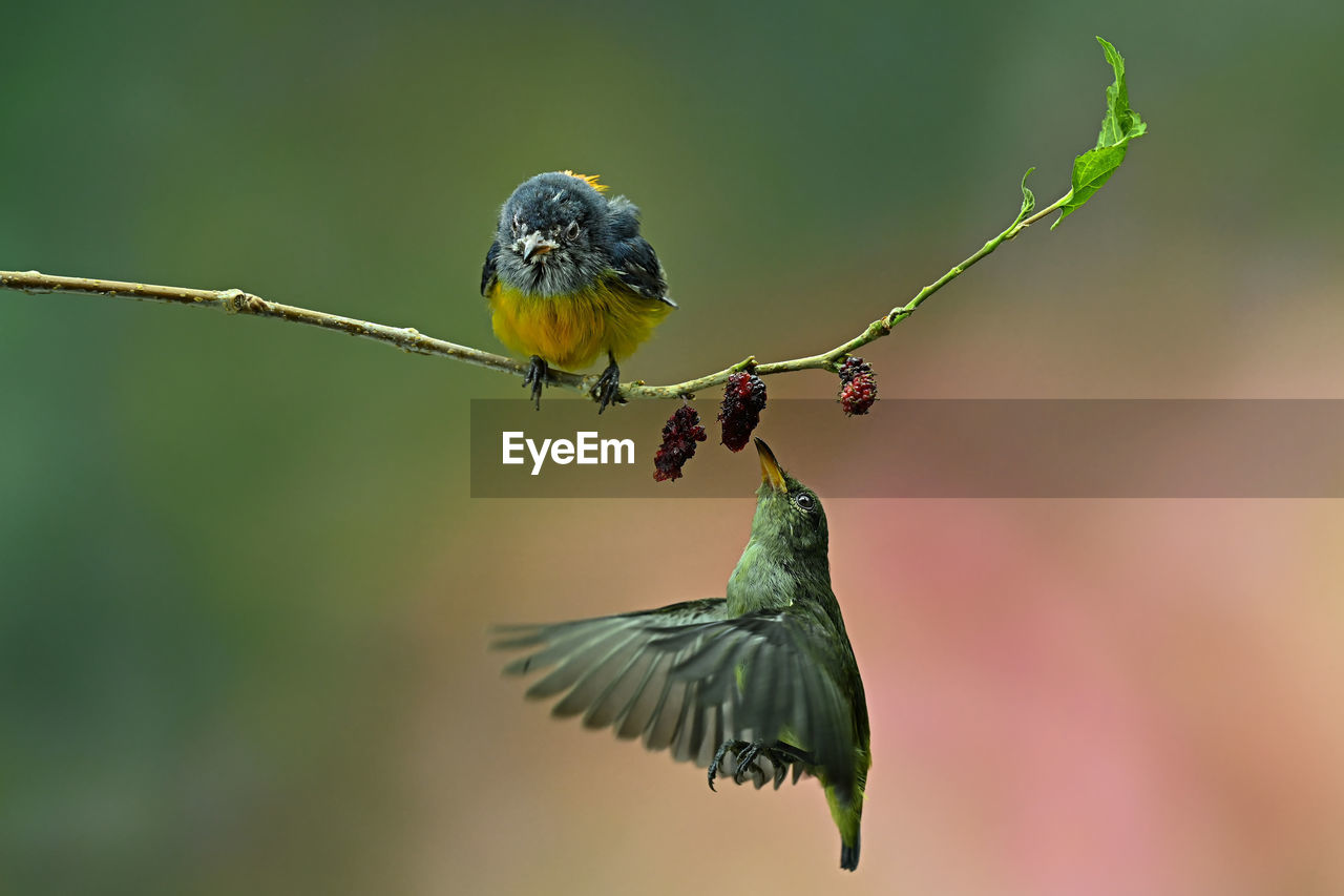 CLOSE-UP OF BIRD FLYING IN A PLANT