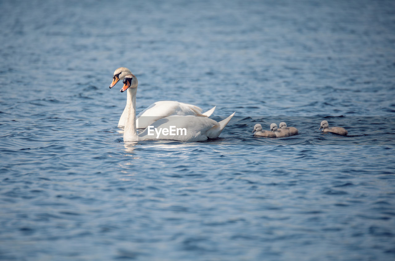 duck swimming in lake