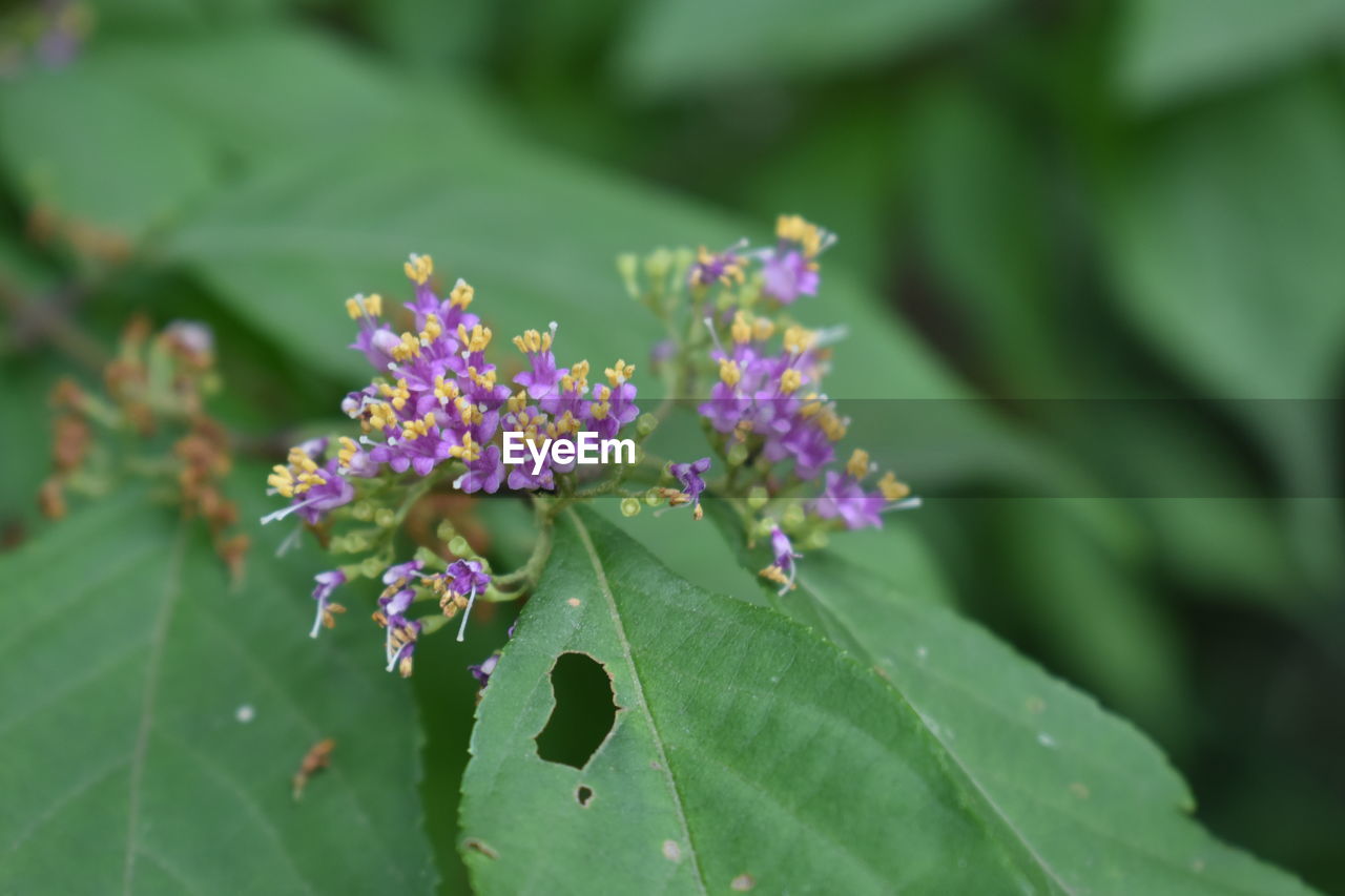 Close-up of purple flowering plant