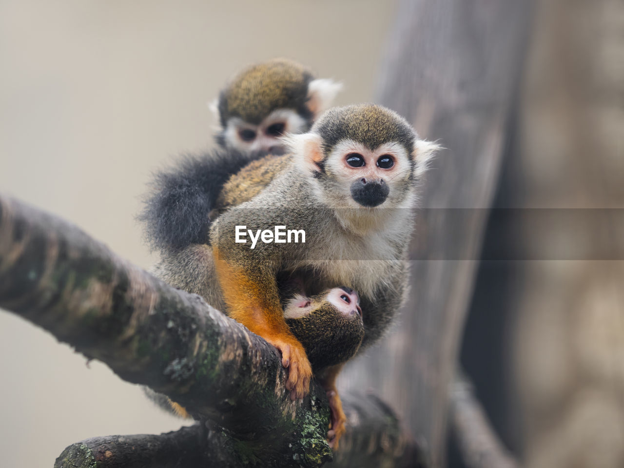 animal, animal themes, animal wildlife, mammal, wildlife, primate, group of animals, monkey, tree, squirrel monkey, nature, young animal, no people, two animals, cute, sitting, outdoors, branch, new world monkey, portrait, togetherness, day, looking at camera, focus on foreground, plant