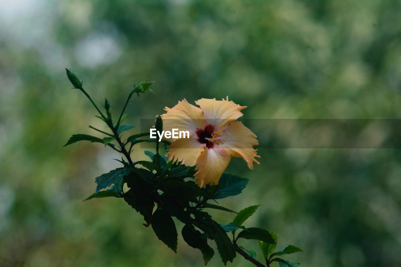 flower, flowering plant, plant, freshness, beauty in nature, nature, flower head, close-up, fragility, blossom, petal, inflorescence, focus on foreground, growth, macro photography, plant part, wildflower, no people, leaf, outdoors, botany, yellow, springtime, green, multi colored, summer
