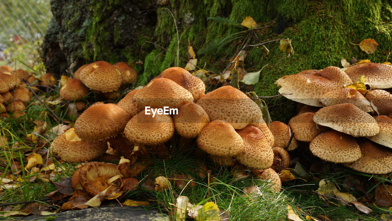 plant, fungus, growth, mushroom, food, edible mushroom, nature, land, vegetable, no people, autumn, bolete, penny bun, tree, toadstool, field, day, beauty in nature, food and drink, freshness, forest, close-up, woodland, oyster mushroom, outdoors, agaricaceae, agaricus, brown, high angle view