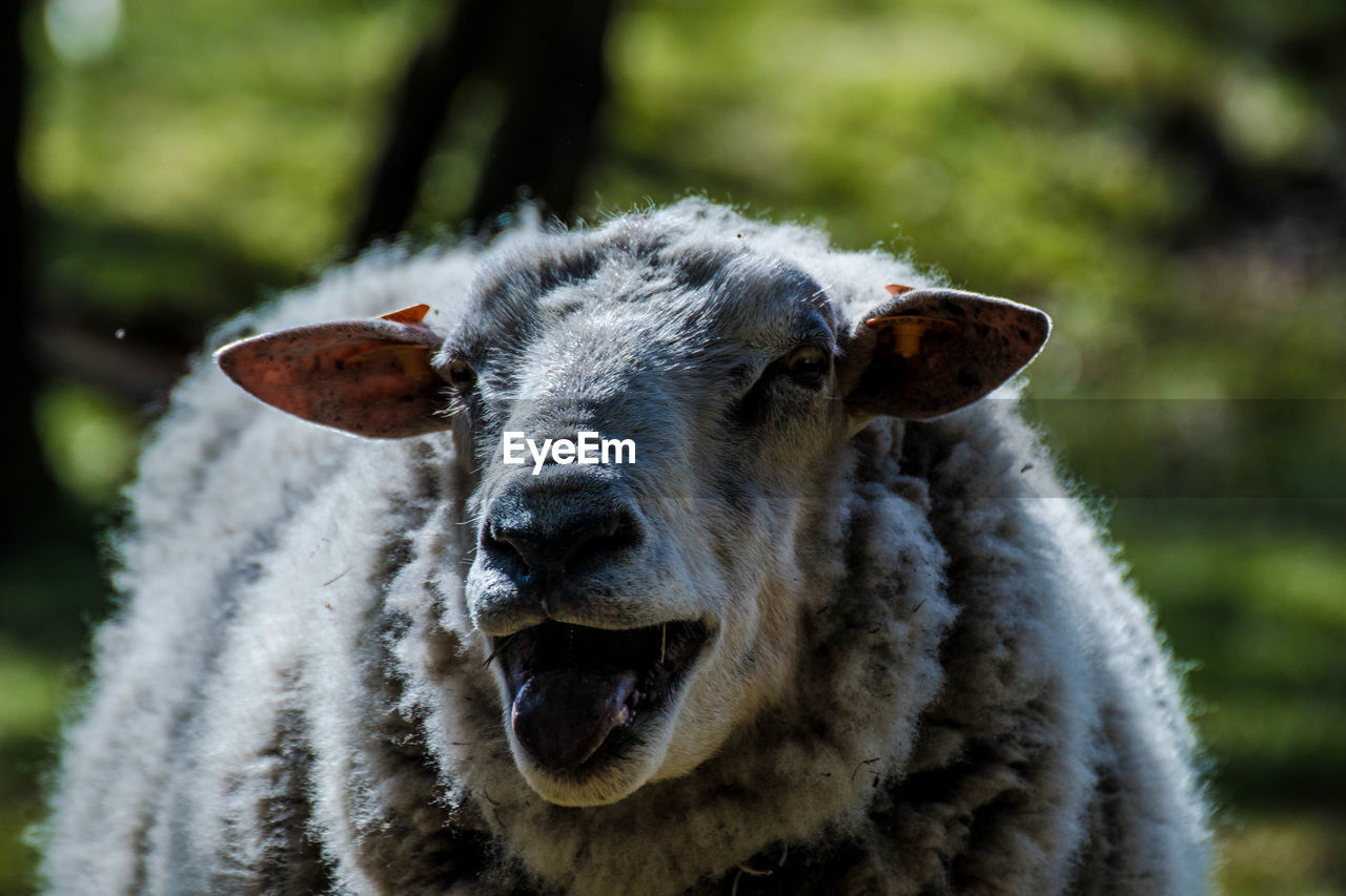 Close-up portrait of sheep