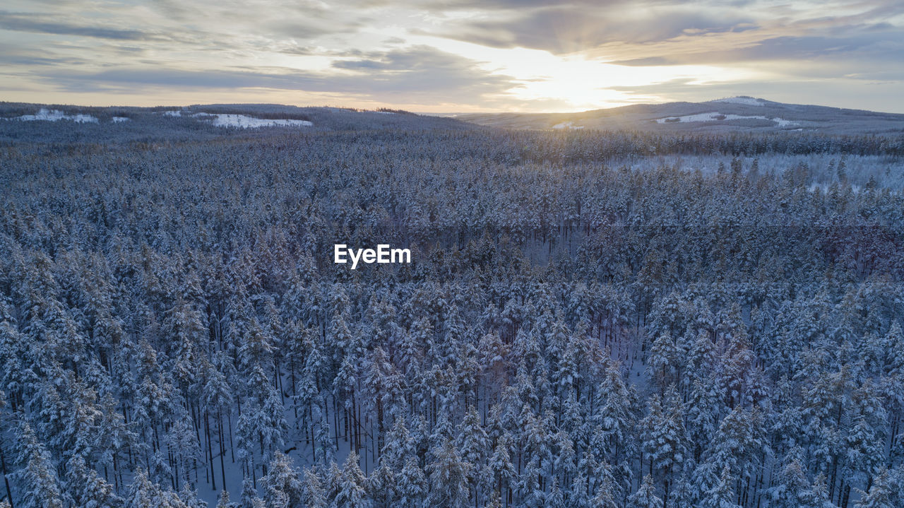 Aerial view of swedish forest at winter, dalarna county. sunset, north of sweden.