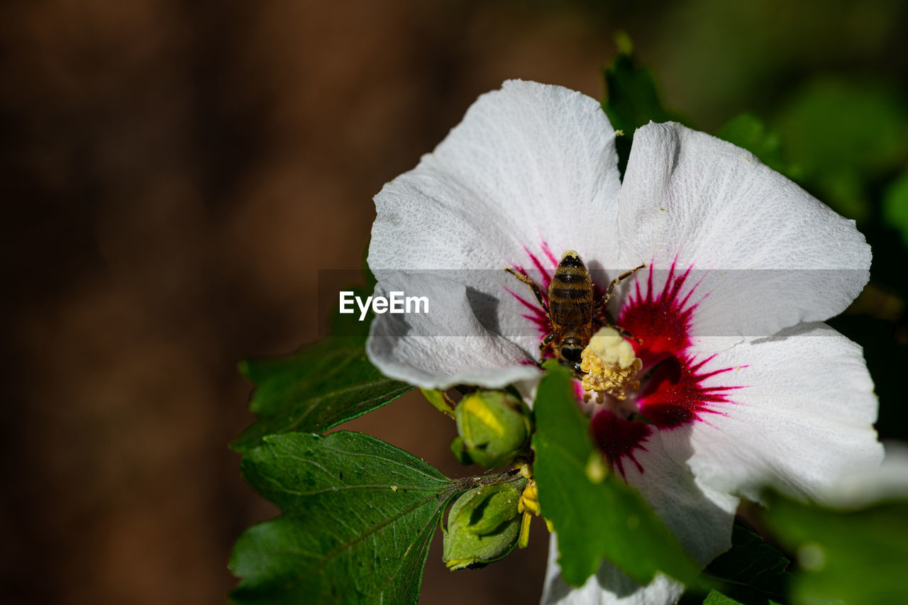 CLOSE-UP OF WHITE HIBISCUS FLOWER