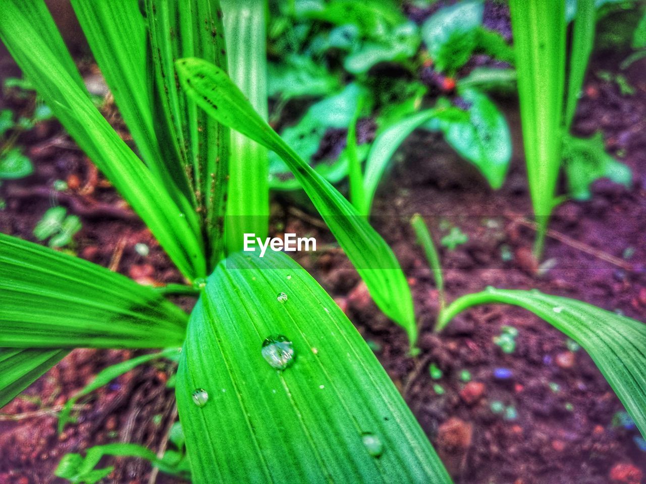 CLOSE-UP OF WET PLANT GROWING ON LAND