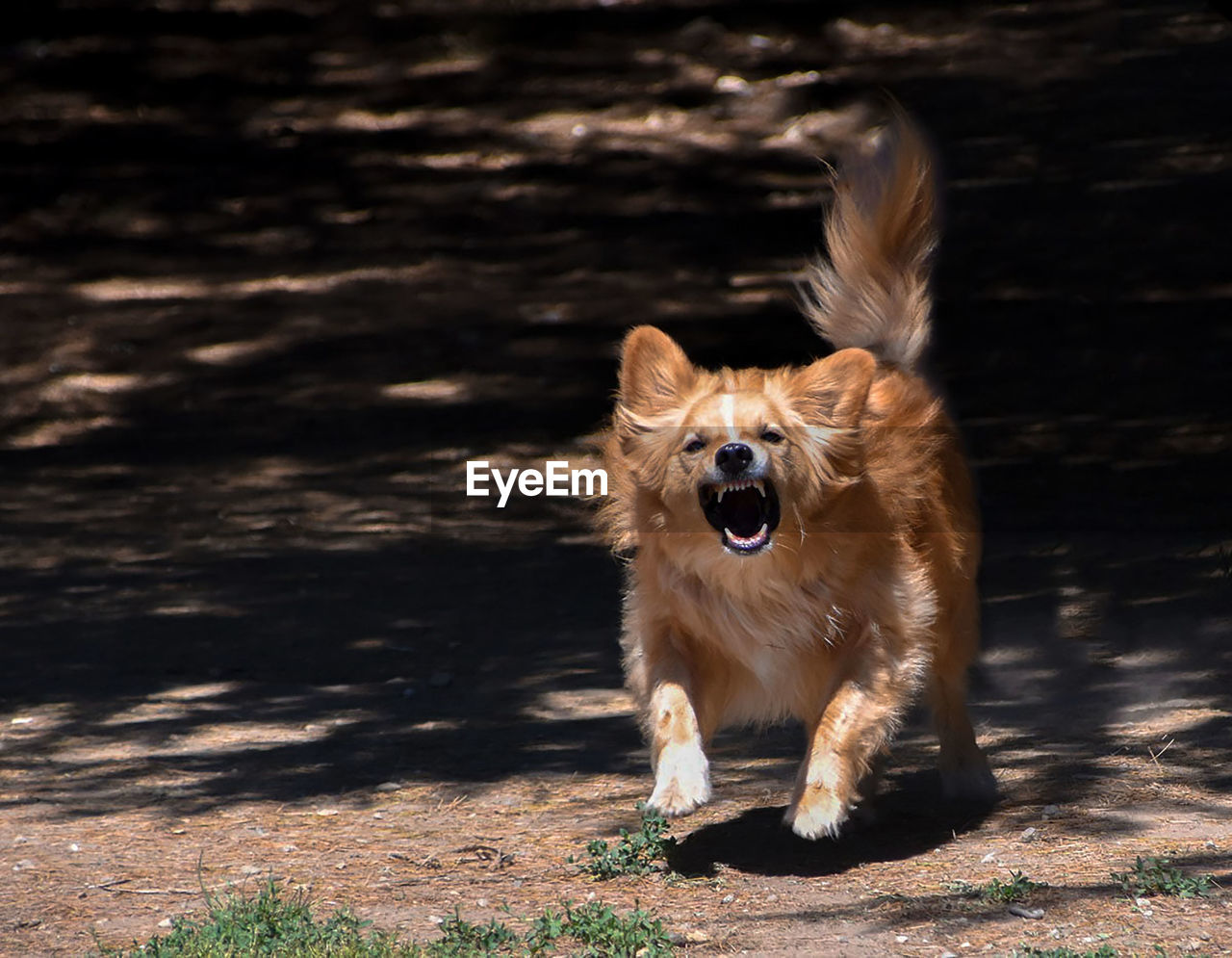 PORTRAIT OF DOG RUNNING ON GROUND