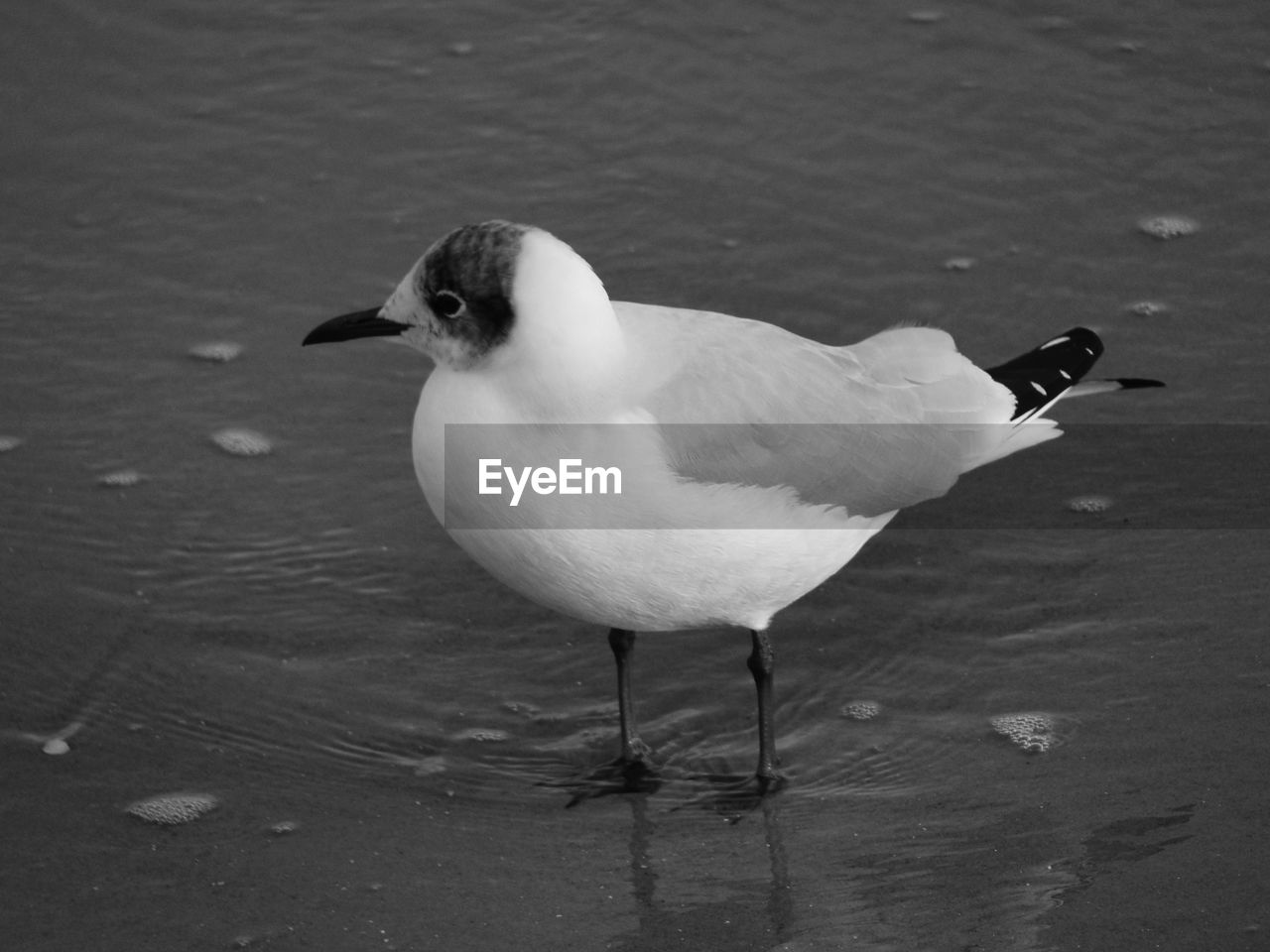 SIDE VIEW OF SEAGULL ON WATER