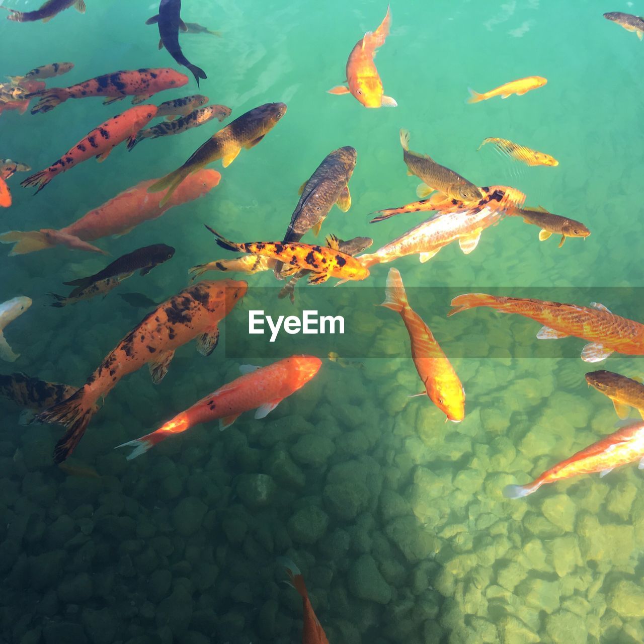 Close-up high angle view of koi fish in water