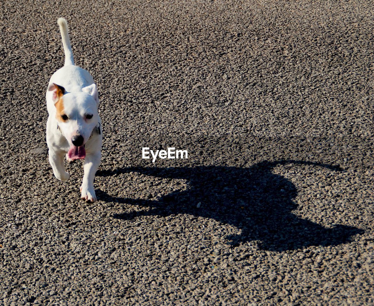 HIGH ANGLE VIEW OF DOG BY ROAD