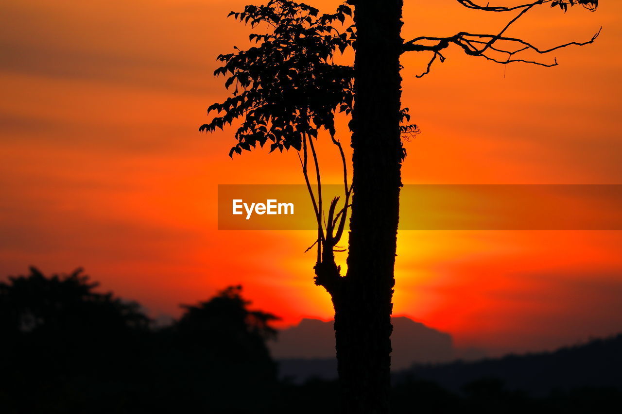 SILHOUETTE TREES AGAINST ORANGE SKY