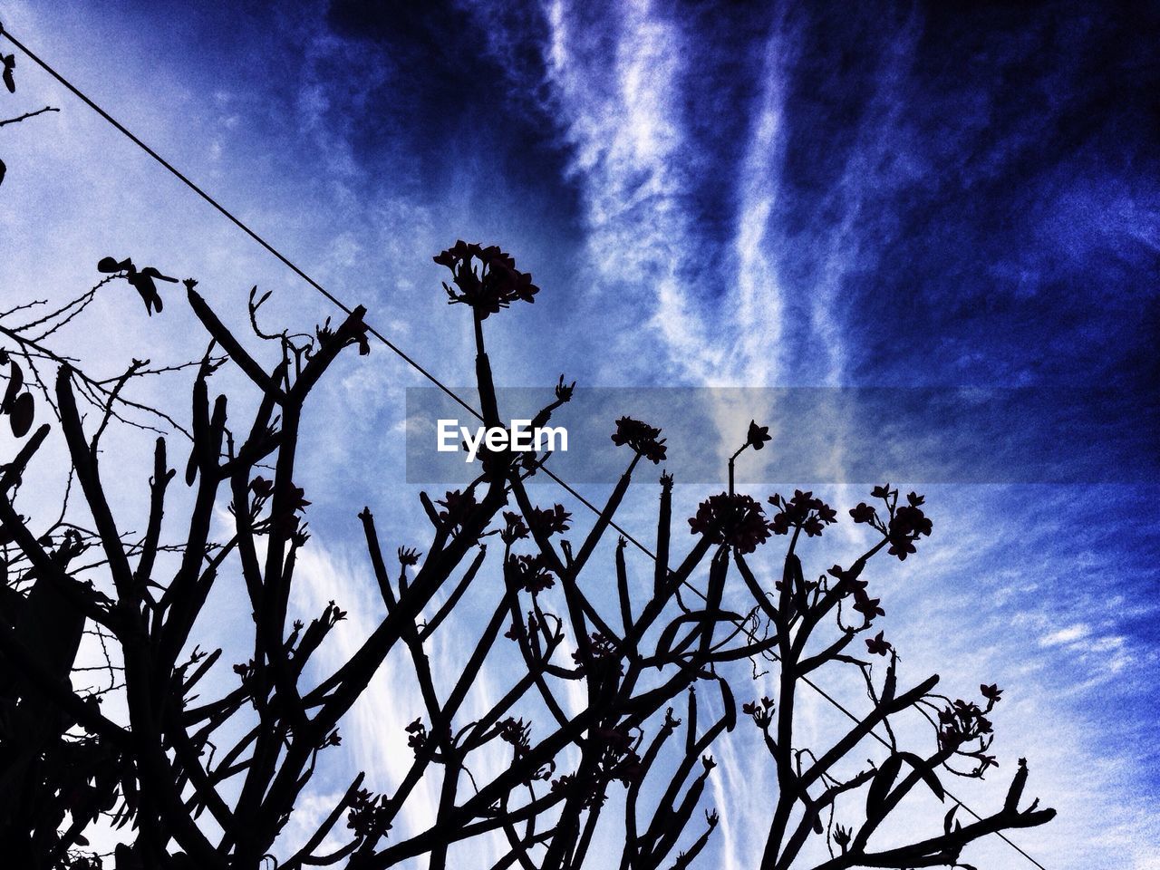 Low angle view of silhouette trees against blue sky during sunrise