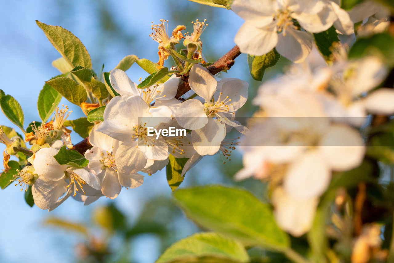 White spring flowers on trees in a garden. white cherry flowers on tree branches with green leaves.