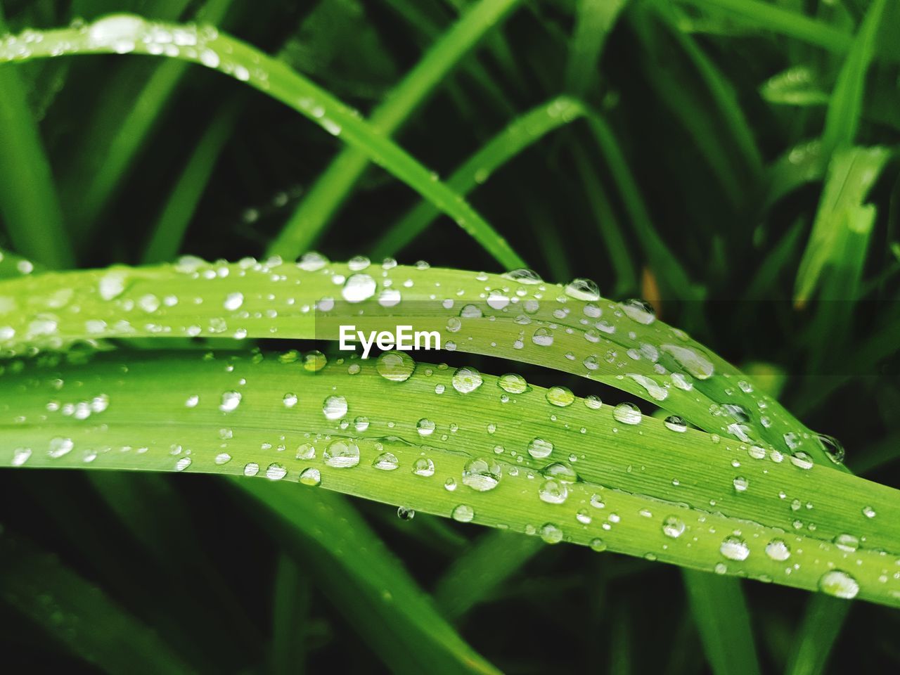 CLOSE-UP OF WATER DROPS ON GRASS