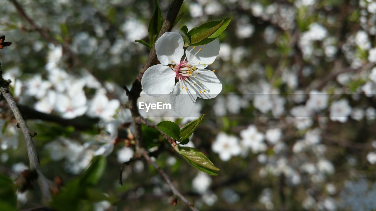 CLOSE-UP OF WHITE CHERRY BLOSSOM ON BRANCH