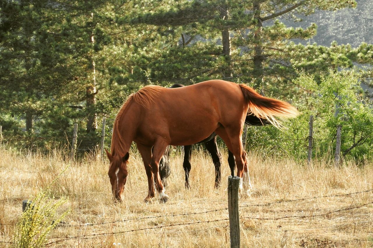 Brown horses grazing on field