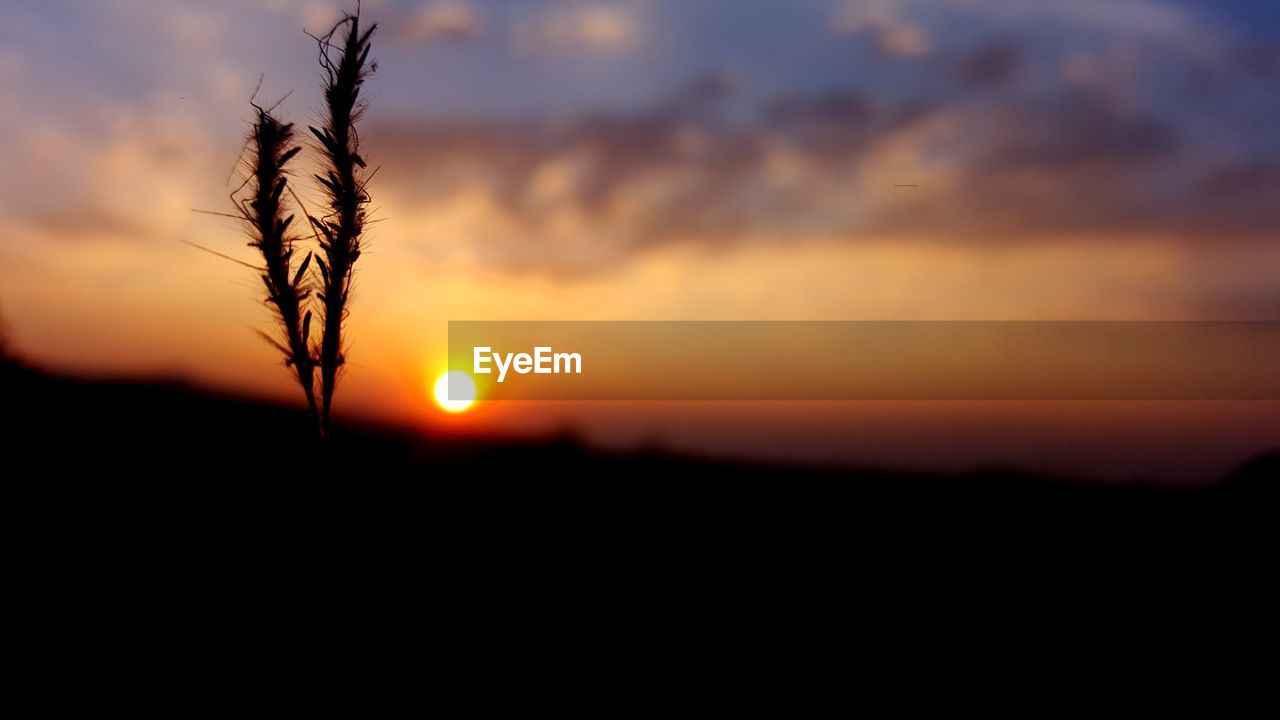 Grass at sunset