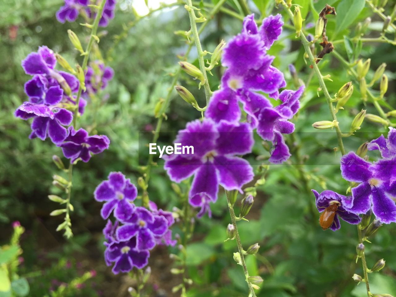 CLOSE-UP OF PURPLE FLOWERS BLOOMING