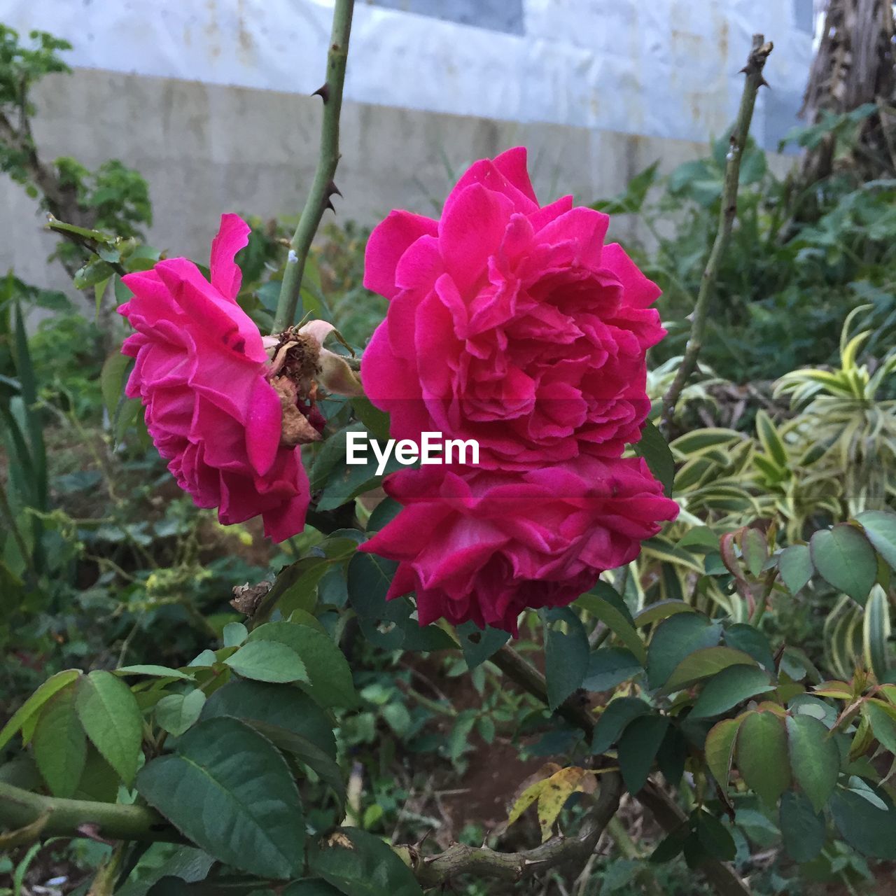 CLOSE-UP OF PINK FLOWERS