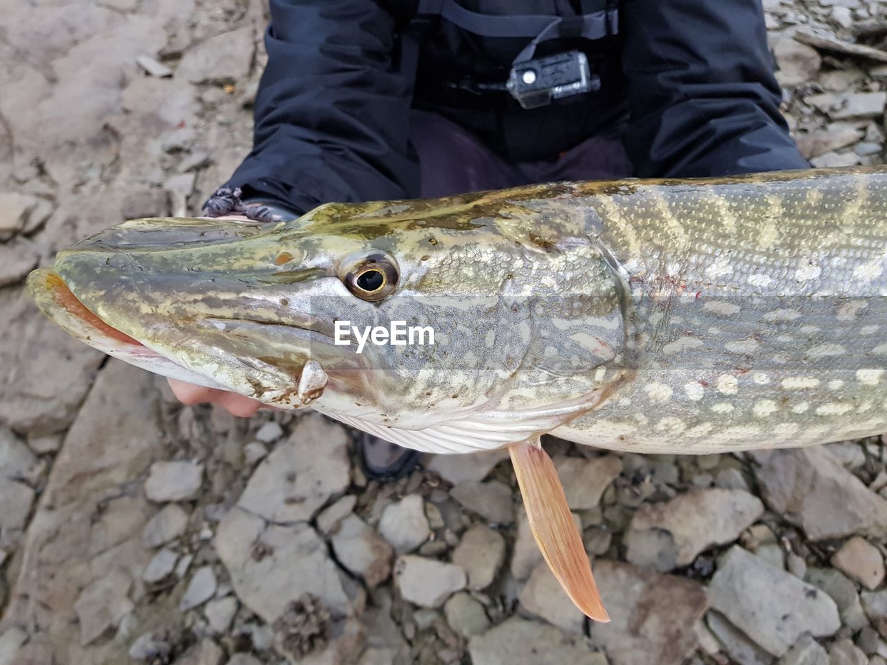 Close-up of man holding fish on rock