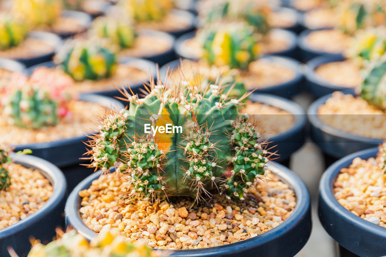 plant, food, food and drink, nature, business finance and industry, freshness, no people, market, retail, cactus, business, succulent plant, variation, growth, outdoors, healthy eating, beauty in nature, abundance, day, large group of objects, agriculture, travel destinations, green, potted plant, travel, flower, close-up, produce