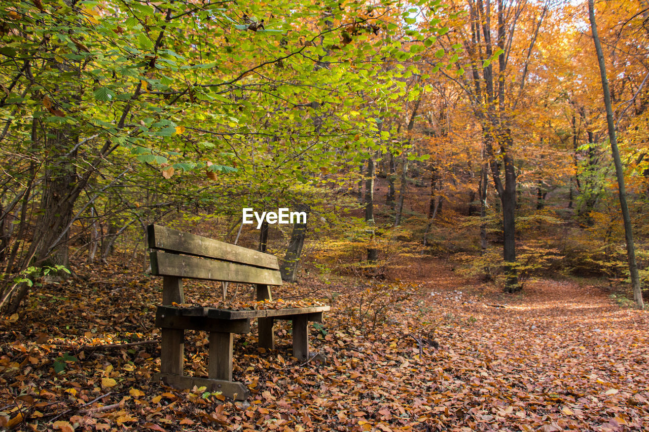 Bench in forest during autumn