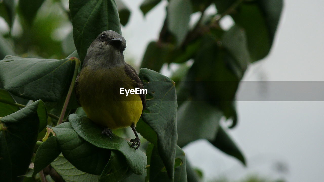 CLOSE-UP OF BIRD PERCHING ON TREE