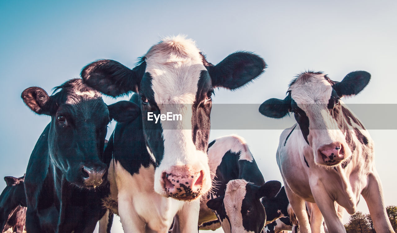 Black and white cows in unusual colors