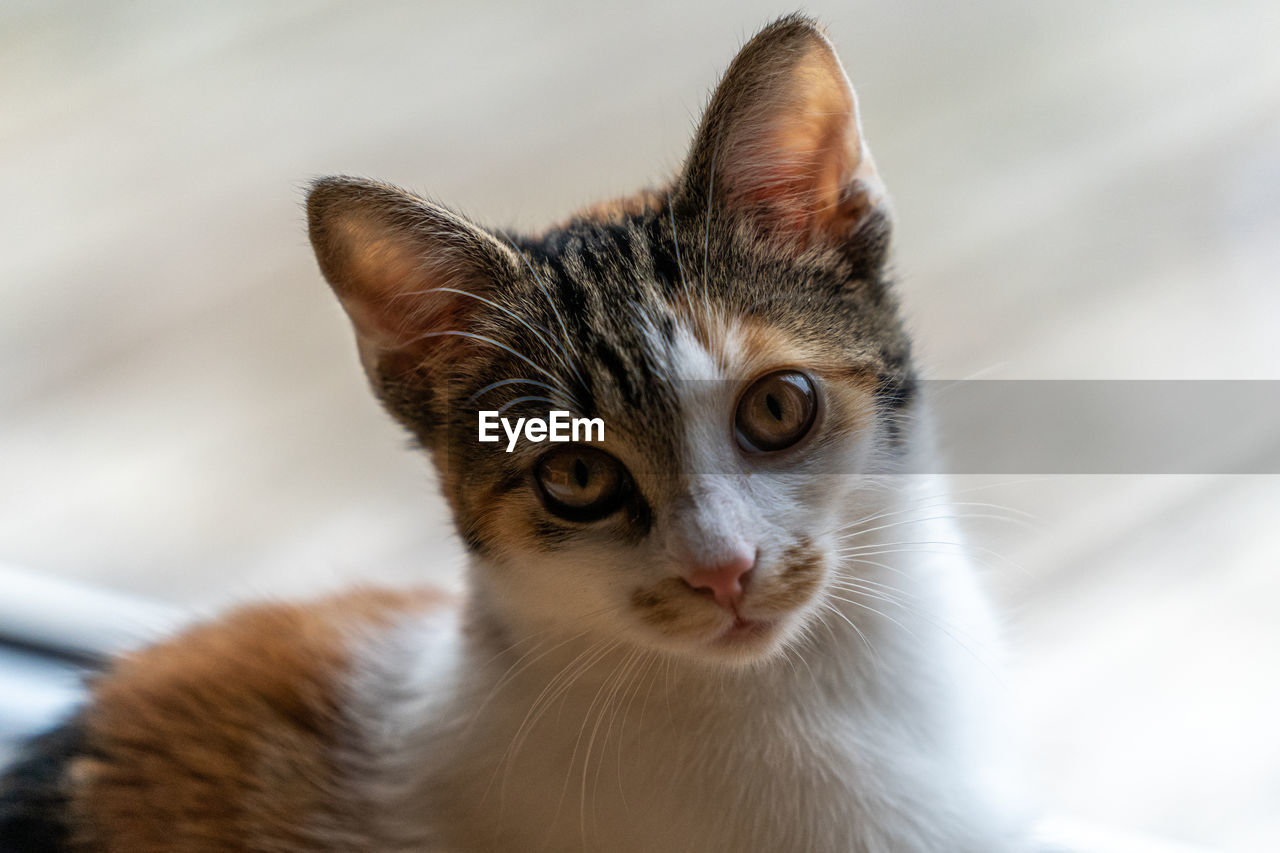 Close-up portrait of cat