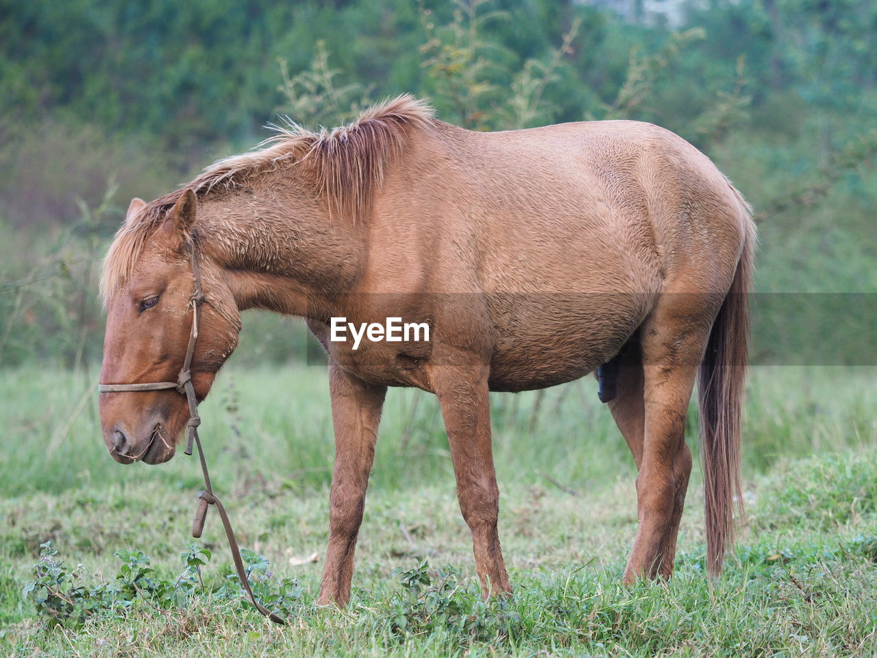 Horse in vietnam 