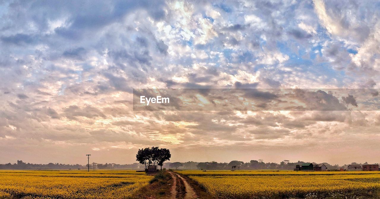 Scenic view of agricultural field against sky during sunset