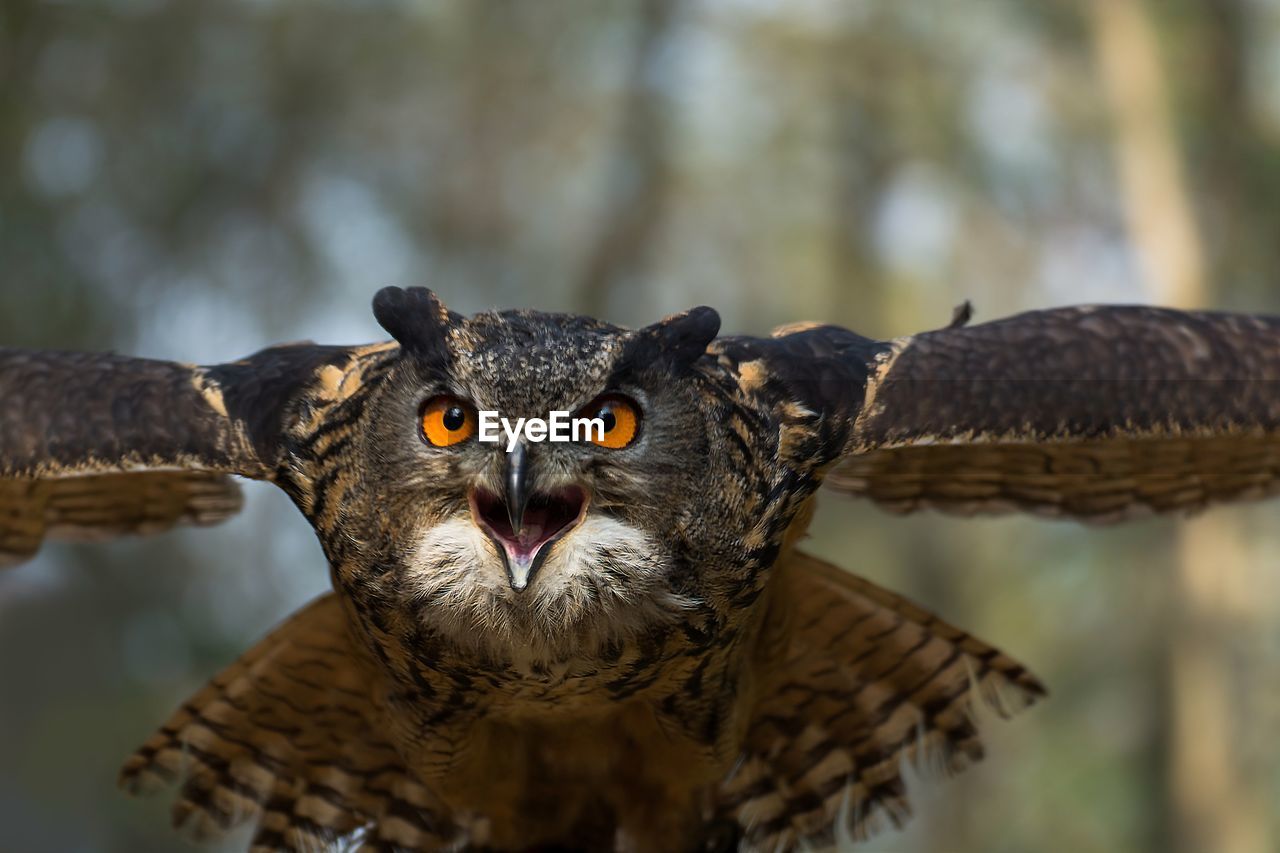 Close-up portrait of owl