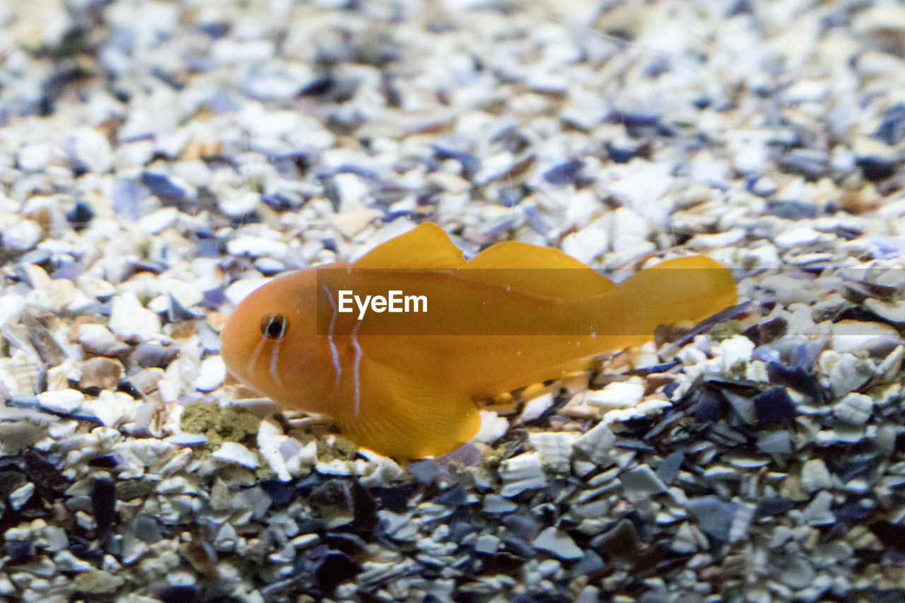 Yellow fish swimming at aquarium