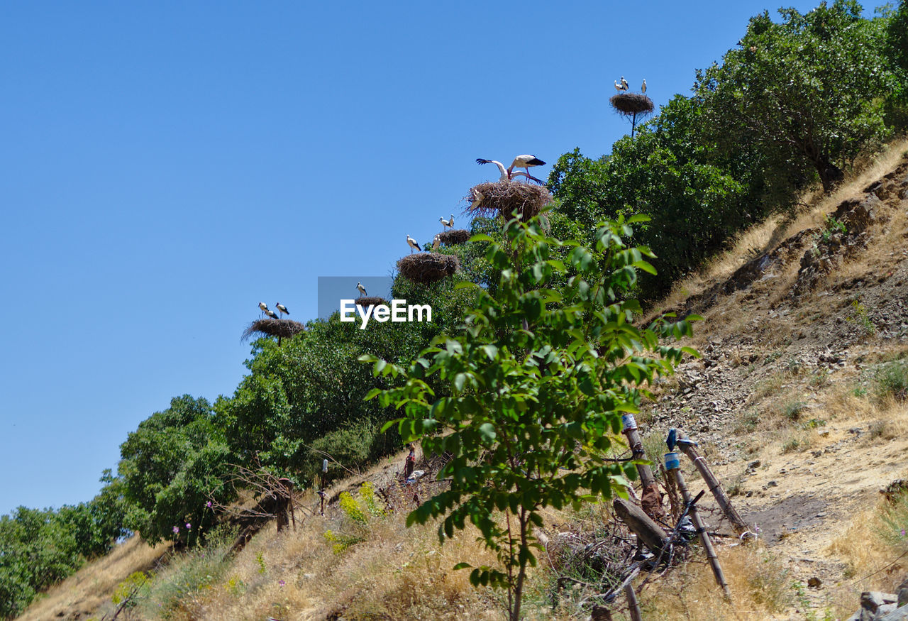 LOW ANGLE VIEW OF PLANTS AGAINST CLEAR SKY