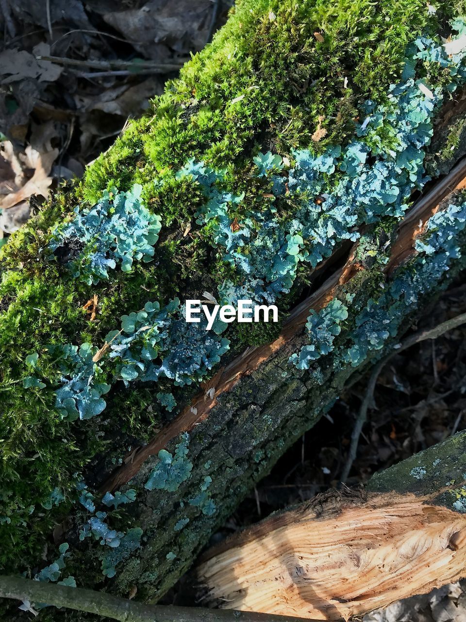 HIGH ANGLE VIEW OF MOSS GROWING ON WOOD