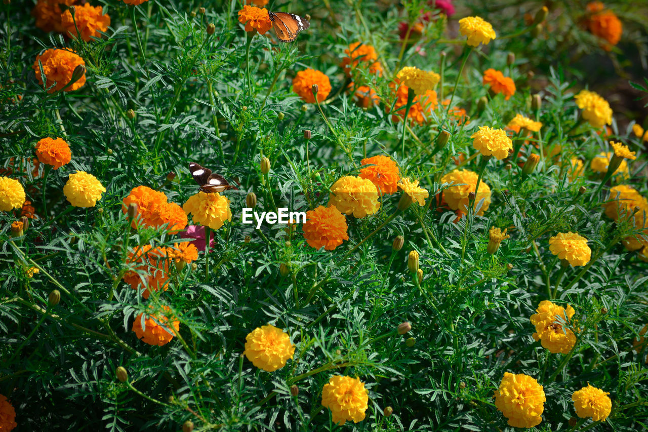 CLOSE-UP OF FRESH YELLOW FLOWERS