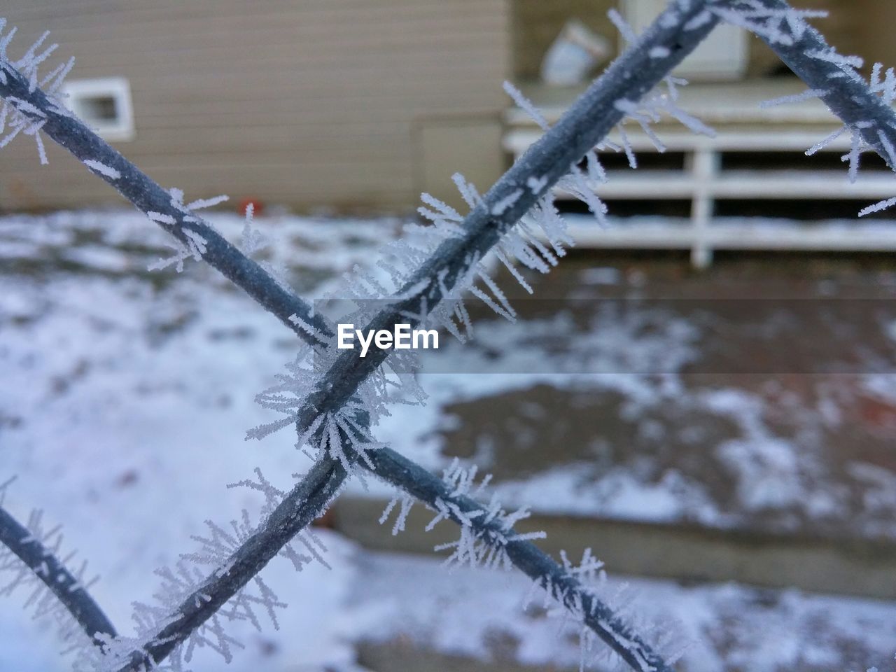 CLOSE-UP OF FROZEN BRANCH