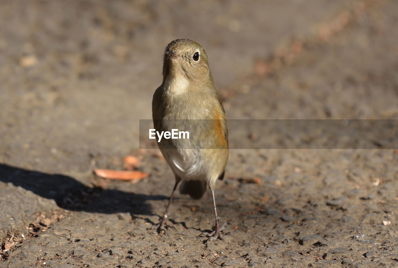 Close-up of bird perching on field