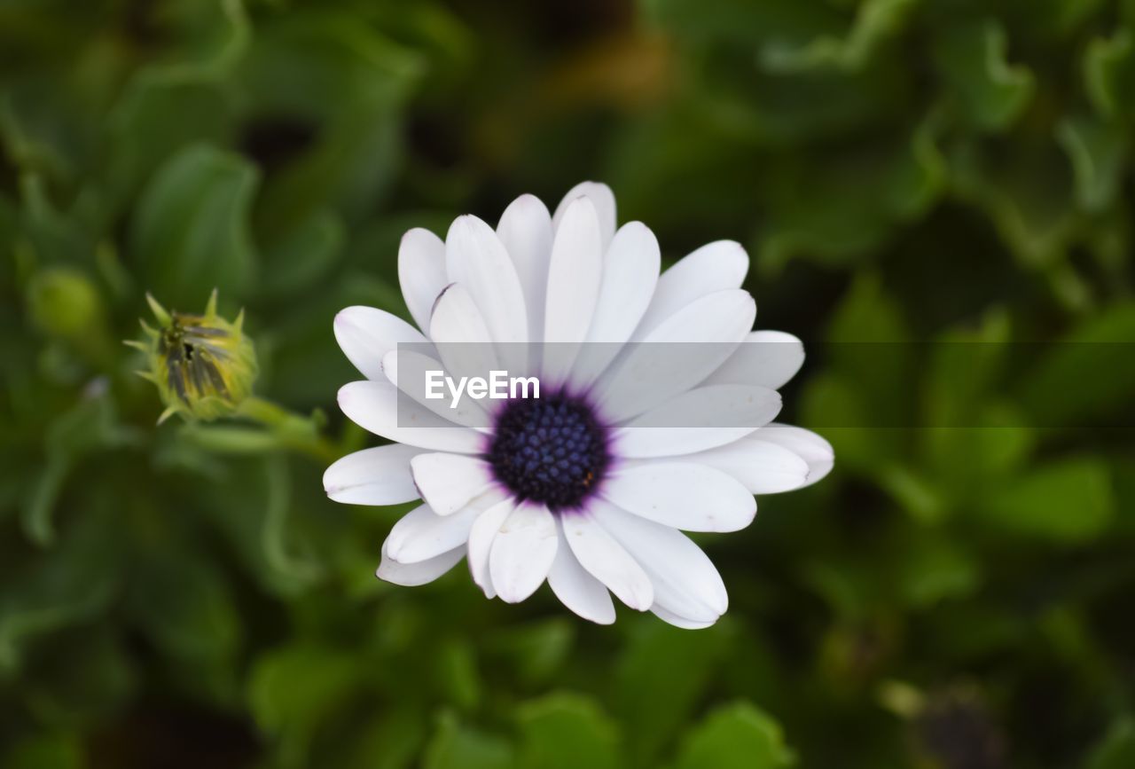 CLOSE-UP OF PURPLE FLOWER