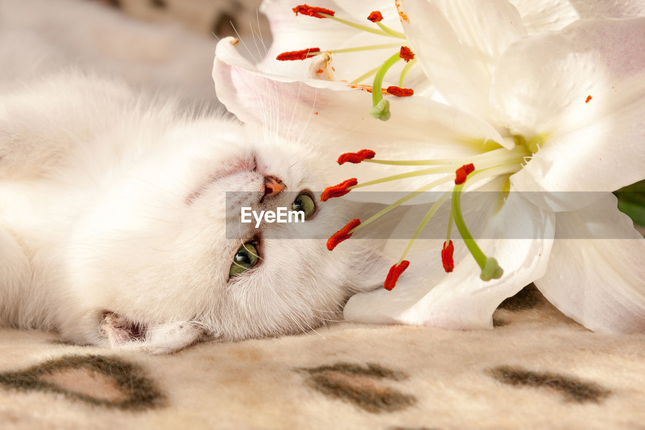 White cat lies upside down on the couch and sniffs a lily flower