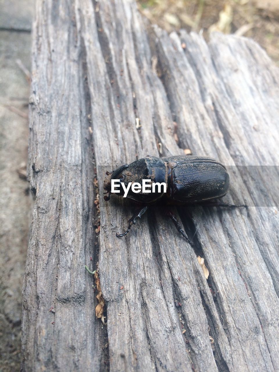 High angle view of insect on wood