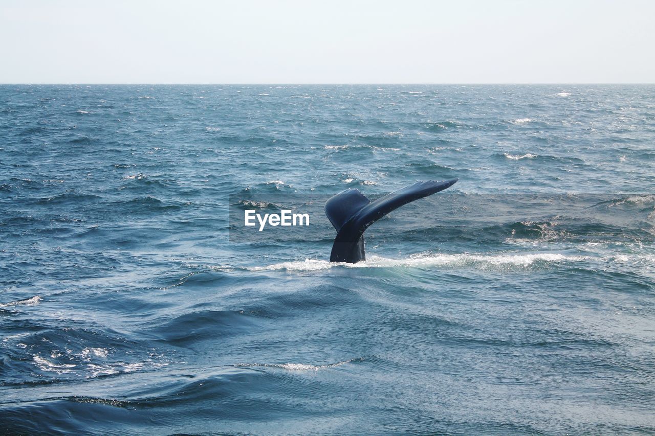 Whale swimming in sea against sky