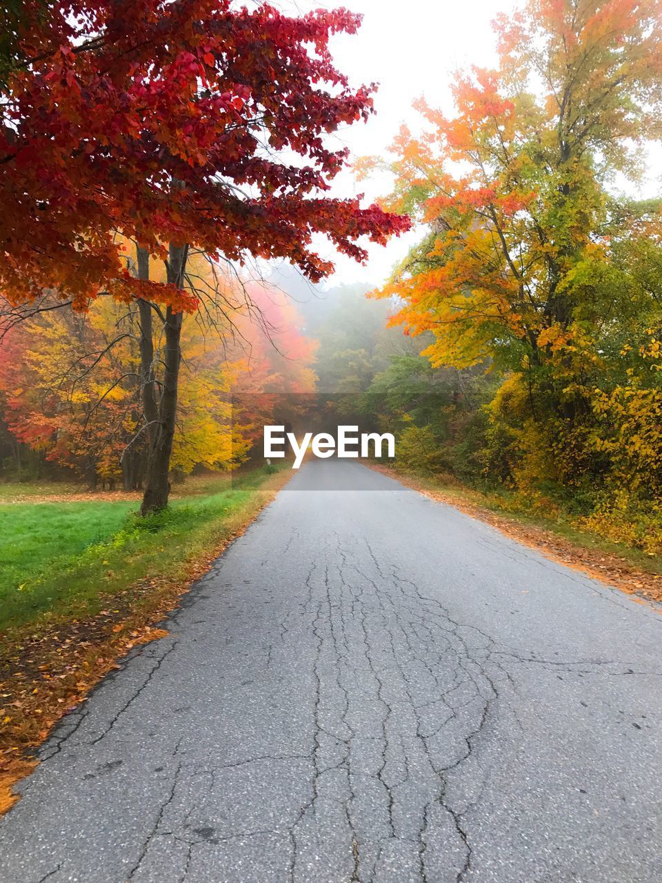 Surface level of empty road along trees