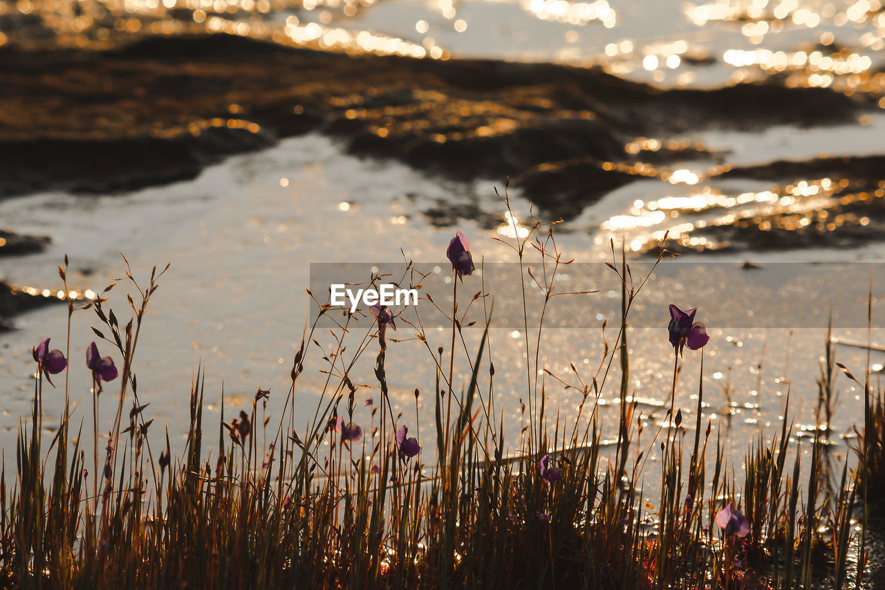 Close-up of flowering plants against sky during sunset