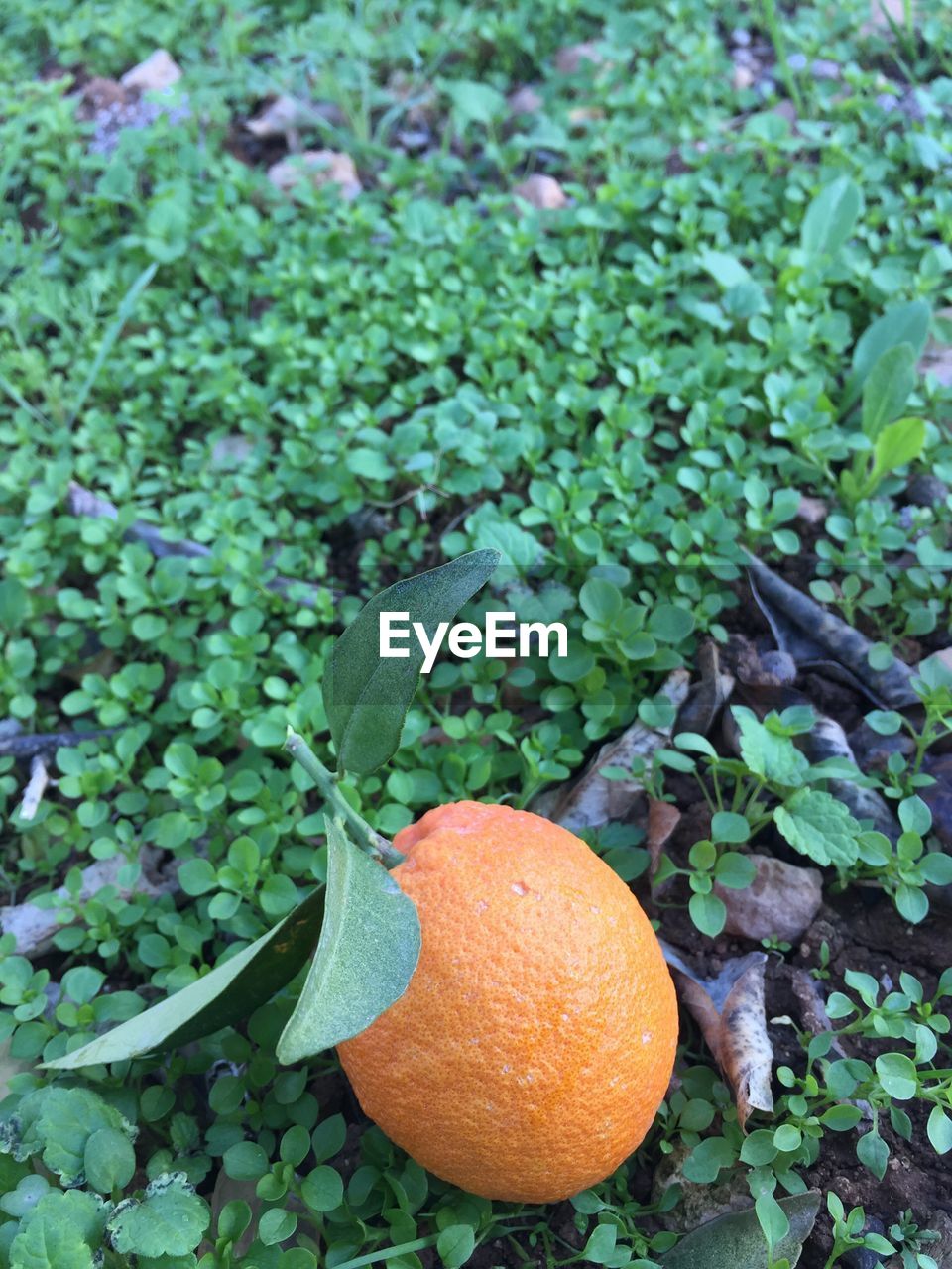 CLOSE-UP OF FRUIT ON TREE