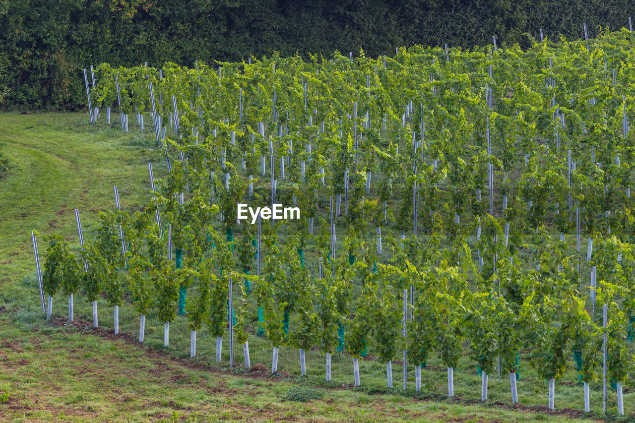 VIEW OF VINEYARD AGAINST PLANTS