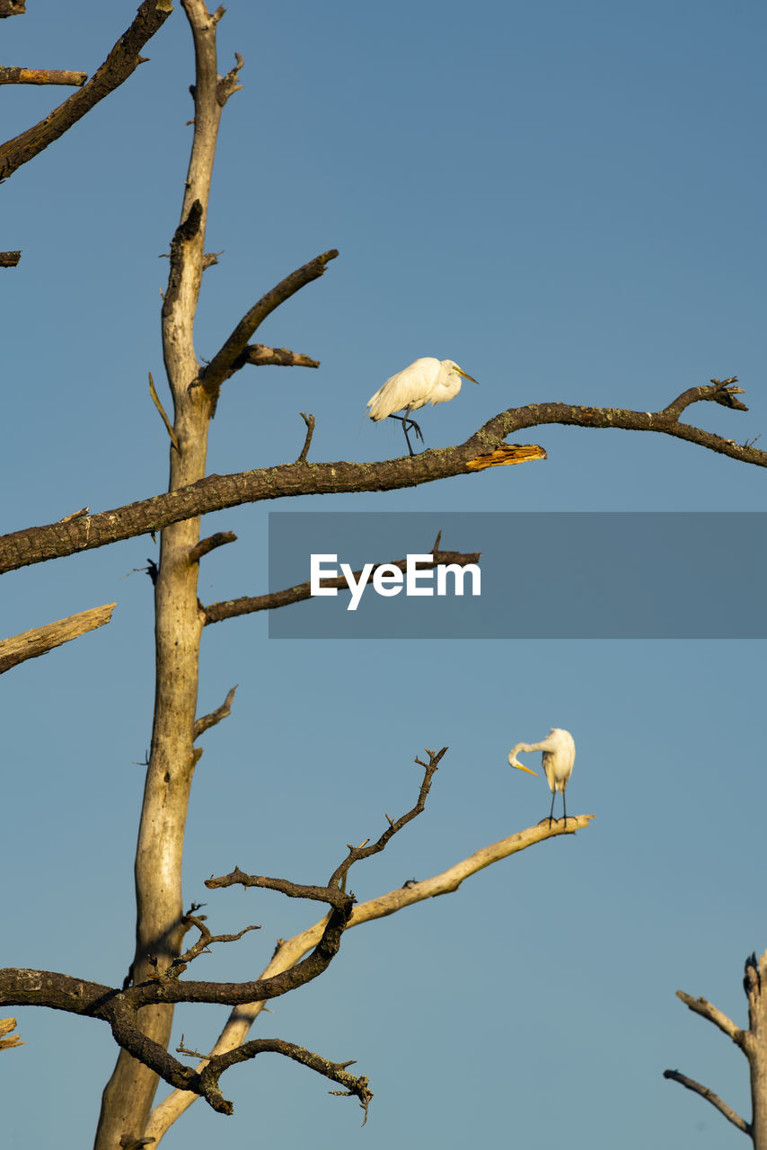 LOW ANGLE VIEW OF BIRD PERCHING ON TREE