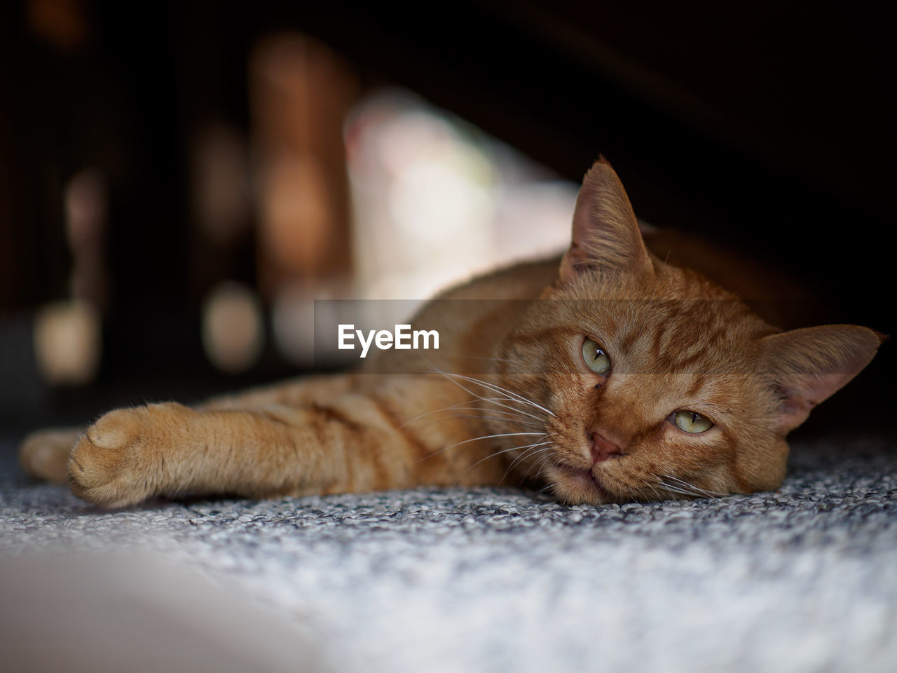 Portrait of ginger cat lying down