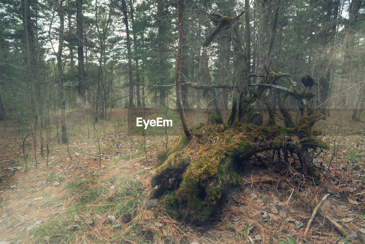 PLANTS GROWING ON LAND